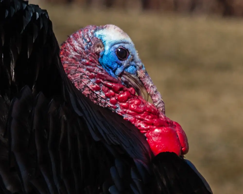 The bare red, white and blue head and neck of a male wild turkey against black body feathers and a blurred brown field.