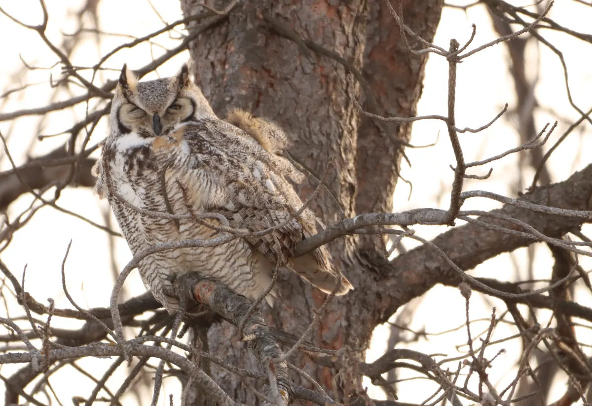 A great horned owl with ear tufts and mottled brown and gray feathers dozing on a branch against a tree trunk, framed by bare twigs.
