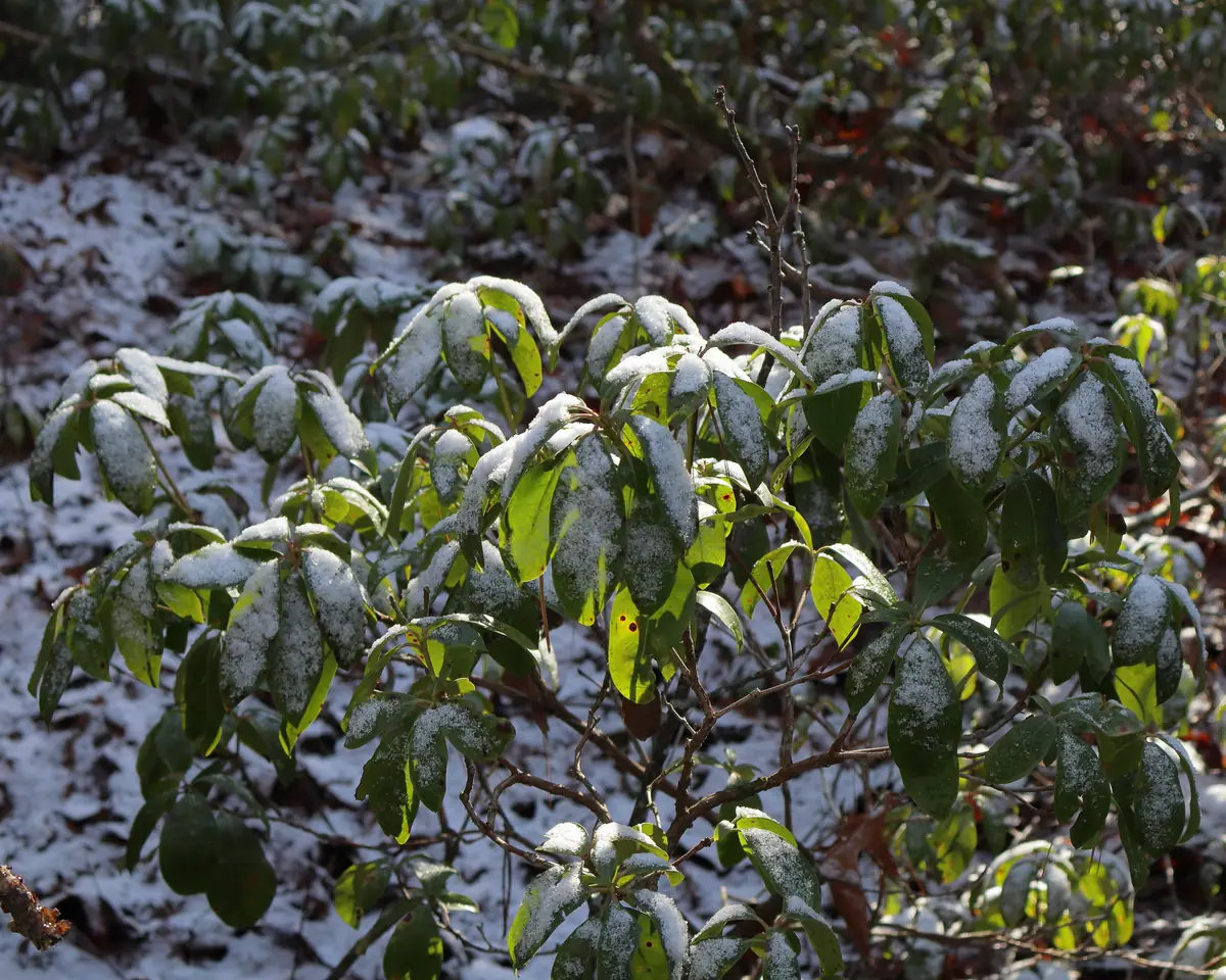 Glossy evergreen mountain laurel leaves dusted with snow and ice on a woodland slope, with more laurel and a snowy forest floor behind.