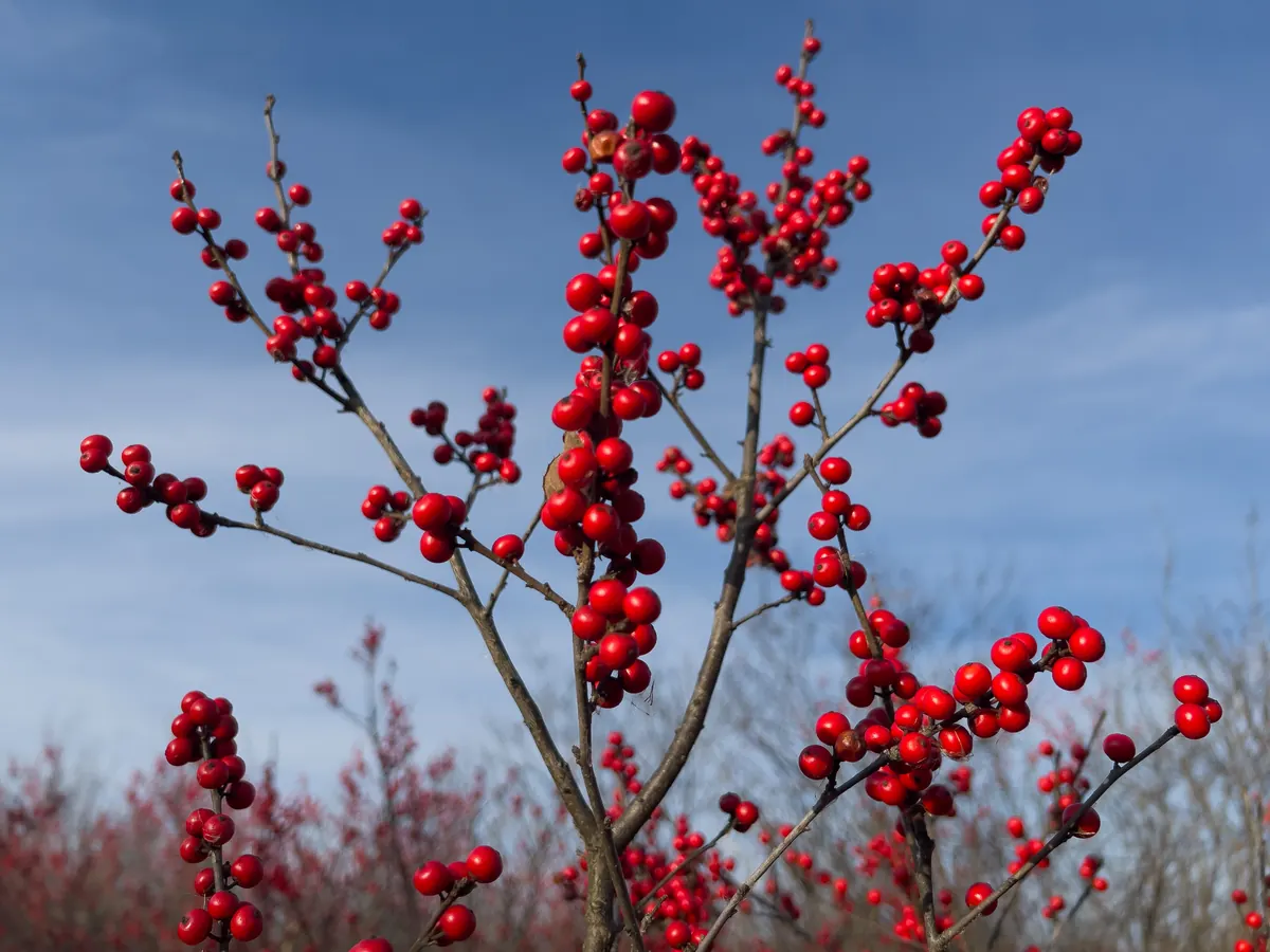 Bare, upright winterberry stems crowded with clusters of bright red berries against a blue sky, with more red-berried shrubs behind.