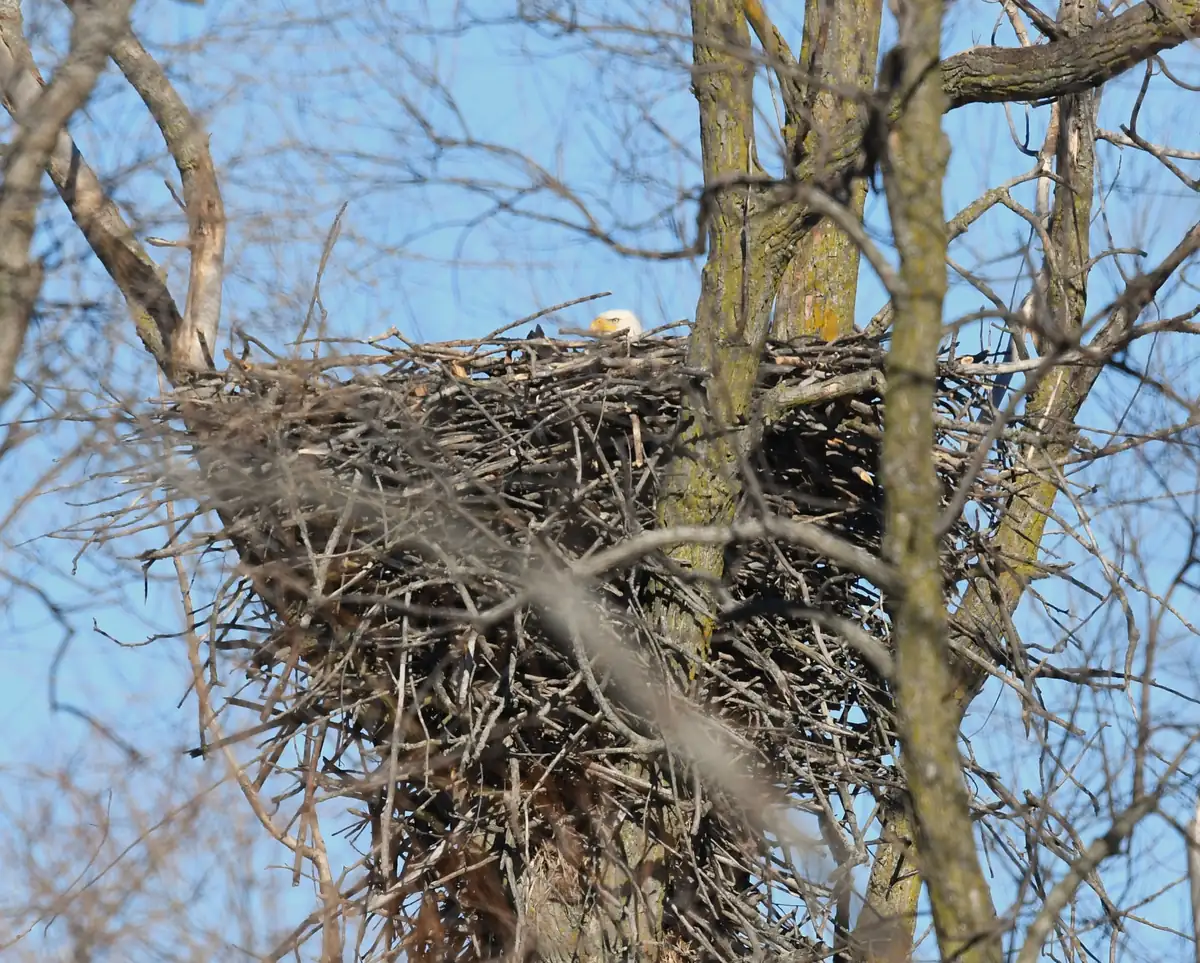 A huge stick nest wedged in the fork of a bare tree against a blue sky, with only the white head and yellow bill of a bald eagle showing above the rim.