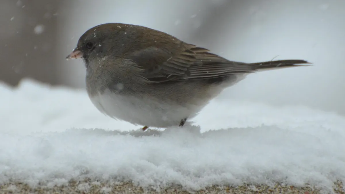 A gray dark-eyed junco with a white belly and pale pink bill, feathers fluffed, standing on a snowy ledge as flakes fall around it.
