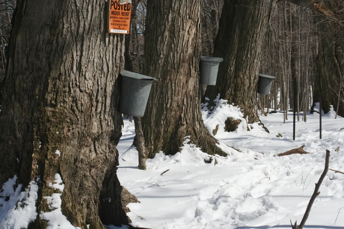 Old, thick-barked maple trunks in a snowy woods, each hung with a lidded metal sap bucket, under a bright late-winter sun.