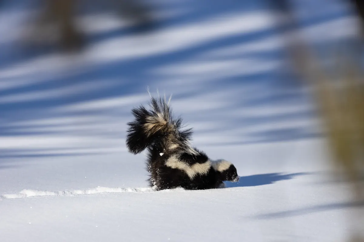 A striped skunk with a fluffy black and white tail held high, wading through deep, sunlit snow streaked with tree shadows.