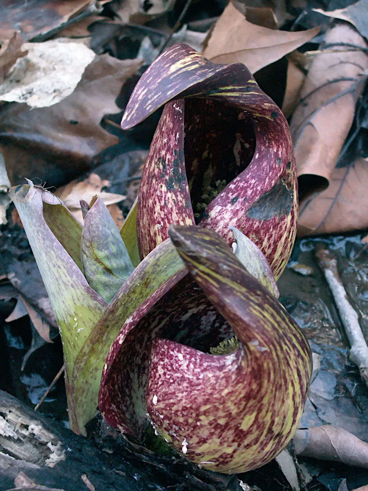 Two mottled maroon and yellow-green skunk cabbage hoods curling up out of wet ground among brown fallen leaves, with pale green leaf tips beside them.