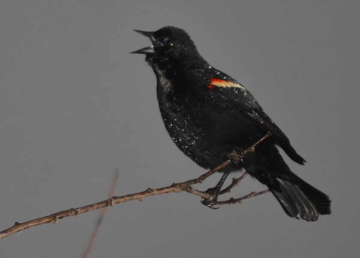 A male red-winged blackbird, black with a red and buff shoulder patch, singing from a bare twig with snowflakes speckling its feathers against a gray sky.
