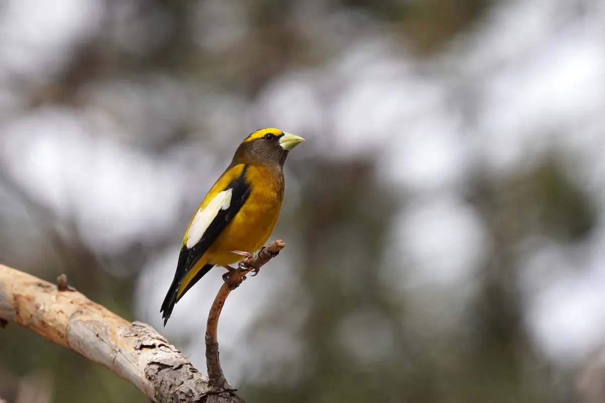 A male evening grosbeak, yellow and dark brown with a bright yellow brow, white wing patch and thick pale green bill, perched on a bare twig.
