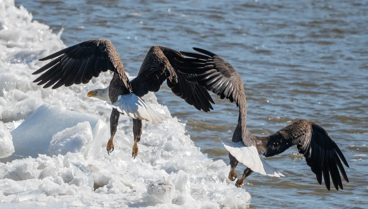 Two adult bald eagles with wings spread on river ice beside open water