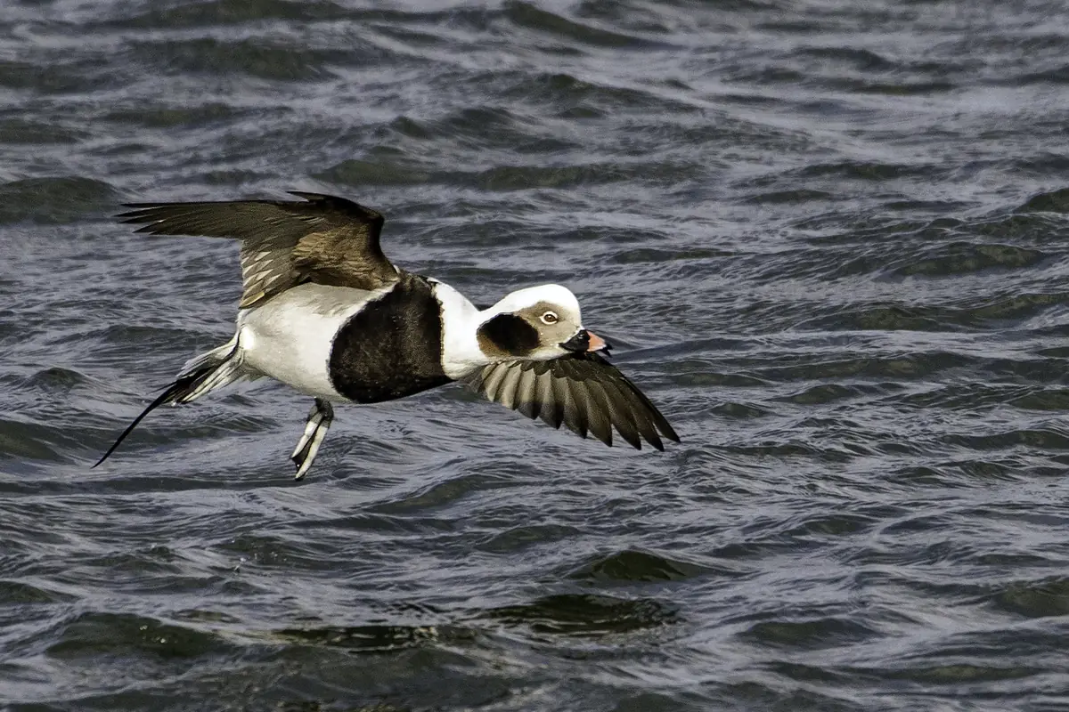 Male long-tailed duck in winter plumage landing on dark choppy water
