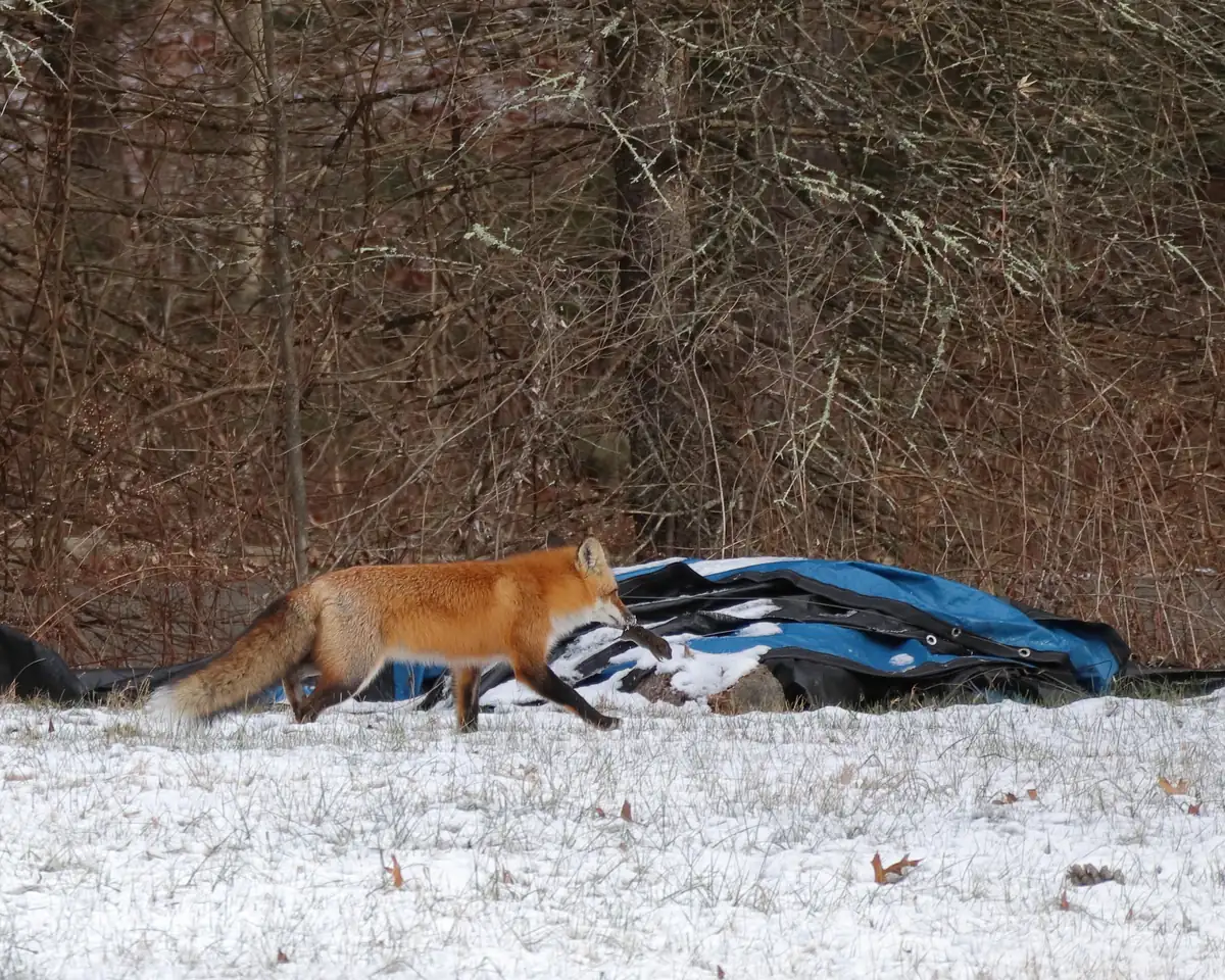 Red fox trotting across snowy grass with a vole in its mouth