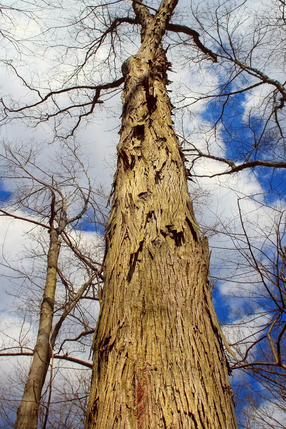 Looking up the trunk of a shagbark hickory with long loose plates of gray bark against a blue sky