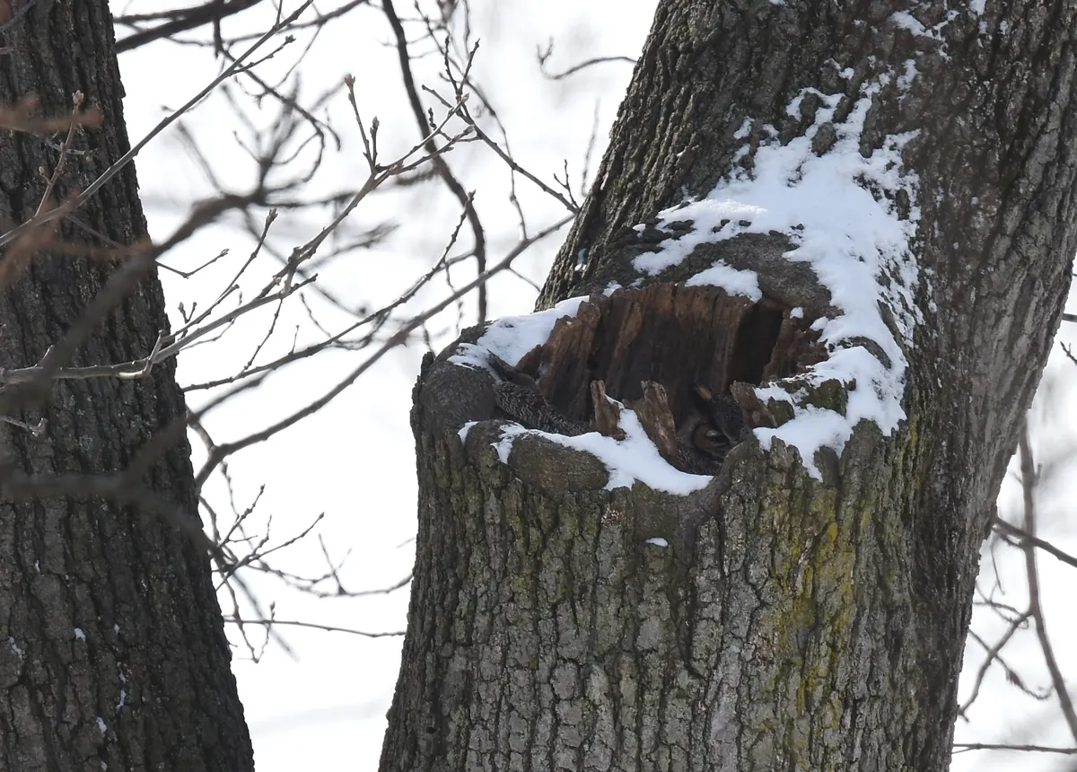 Great horned owl tucked into a snow-dusted hollow of a large tree trunk