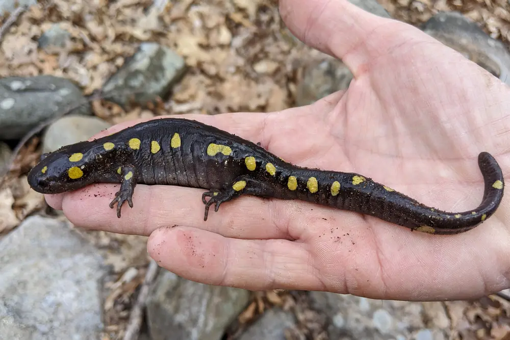 A black spotted salamander with bright yellow spots lying along an open human palm, with dry leaves and gray rocks behind.
