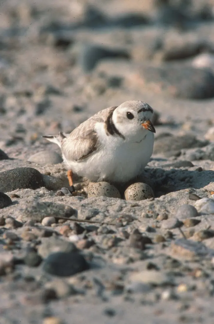A pale piping plover with a dark neck band and orange bill sitting over two speckled eggs in a sandy scrape strewn with pebbles.