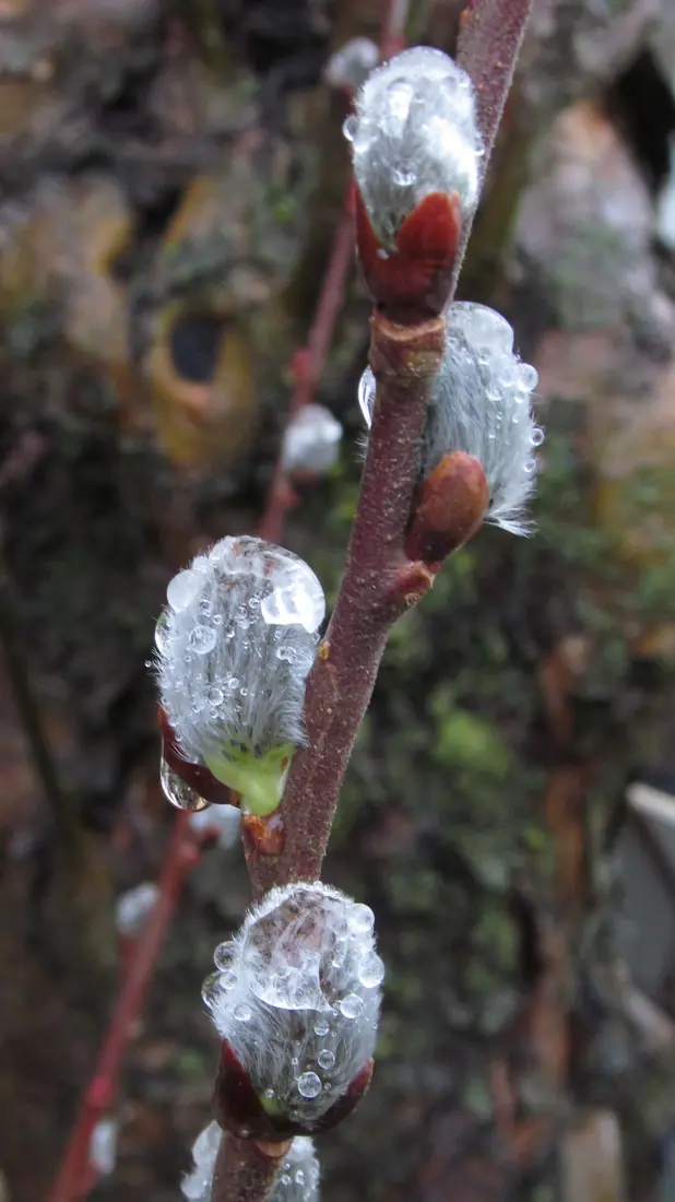 Silvery pussy willow catkins swelling from red-brown bud scales on a thin branch, each one beaded with raindrops.