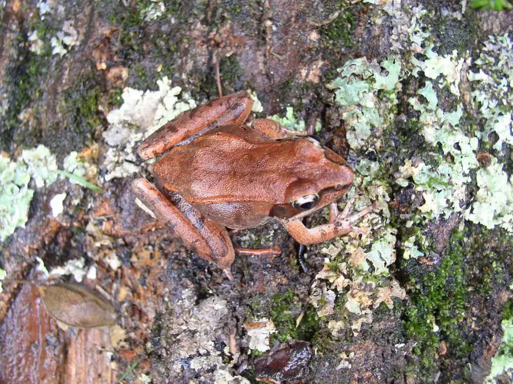 A reddish-brown wood frog resting on lichen-covered bark