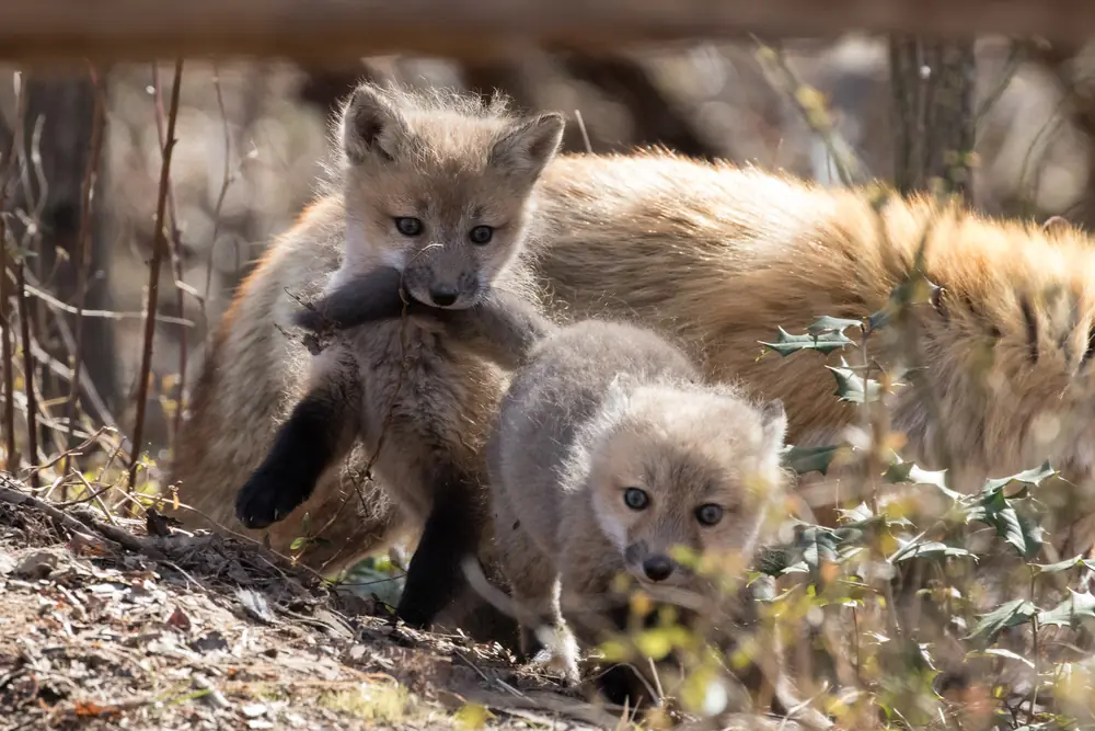 Two red fox kits at a den entrance in leaf litter, one carrying a small object in its mouth