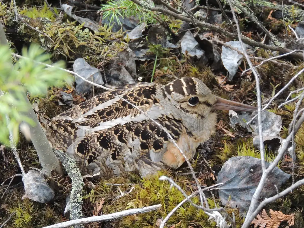 A mottled brown woodcock crouched on the forest floor among moss, twigs and dead leaves, its long pale bill and large dark eye showing.