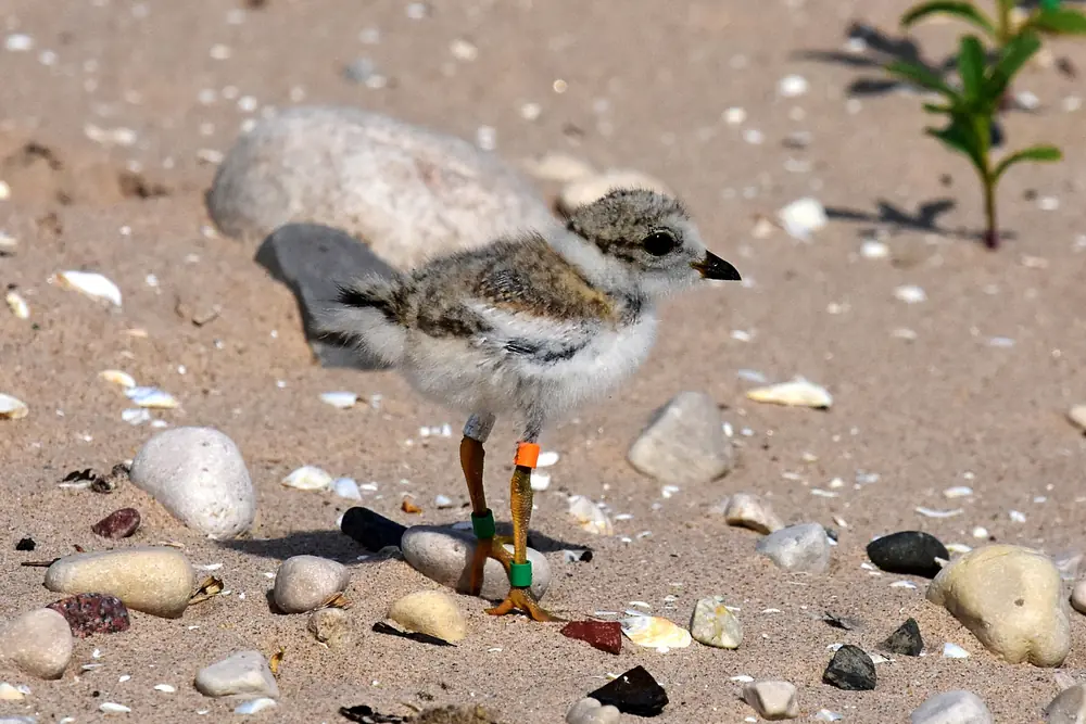 A tiny sand-colored piping plover chick with a leg band standing on open sand.