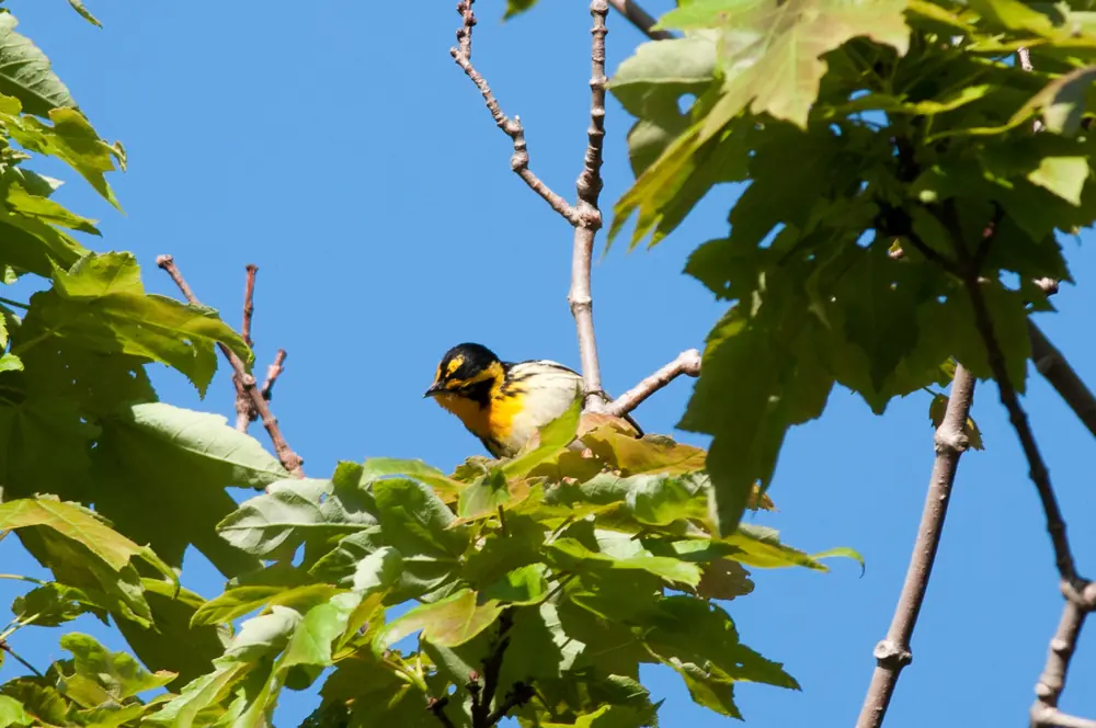 A Blackburnian warbler, a small songbird with a bright orange throat and black-and-white head pattern, perched among leafy branches.