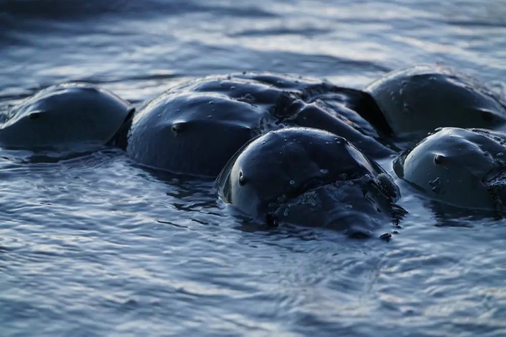 Several male horseshoe crabs crowded around a larger female in shallow water at the edge of a beach.