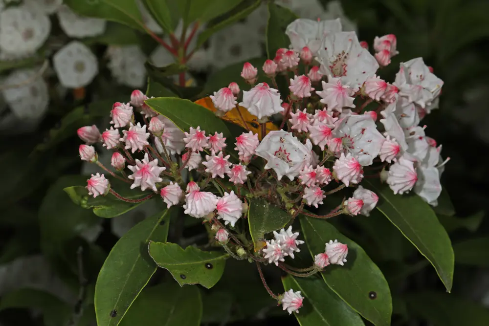 Clusters of pink and white mountain laurel flowers among dark evergreen leaves.