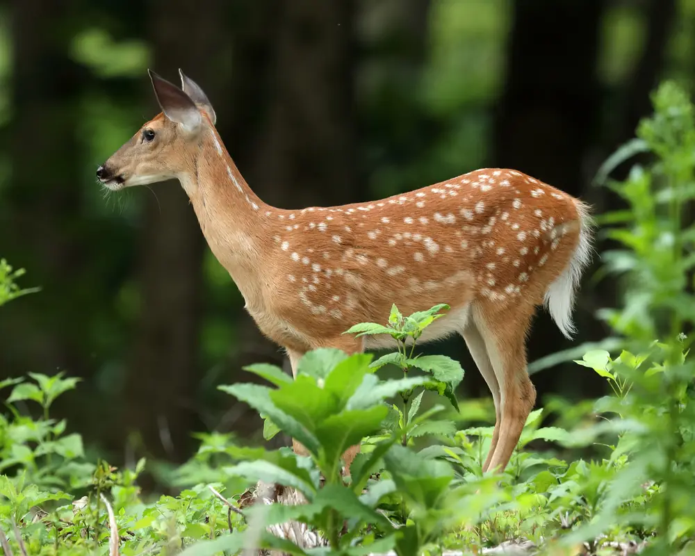 A young white-tailed deer fawn with a reddish-brown coat standing among plants in a park.