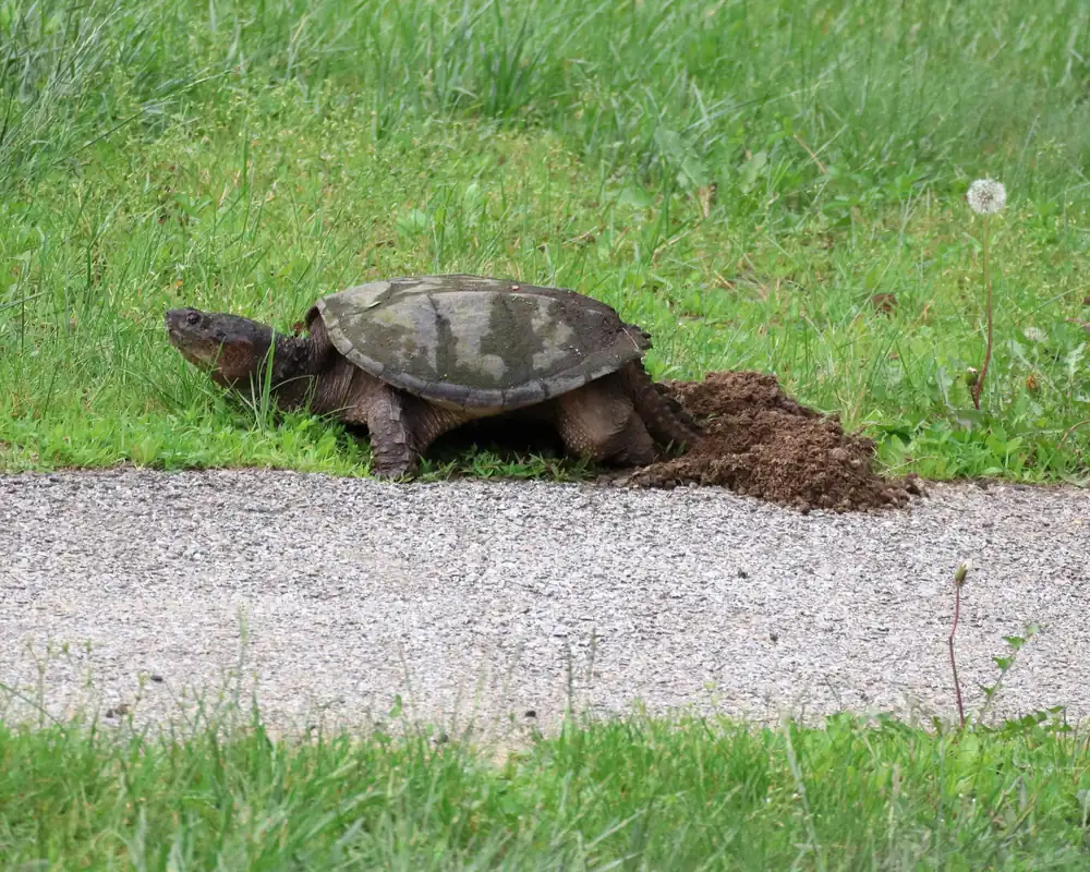 A snapping turtle crouched over a hole it has dug in bare soil beside a walkway, laying eggs.