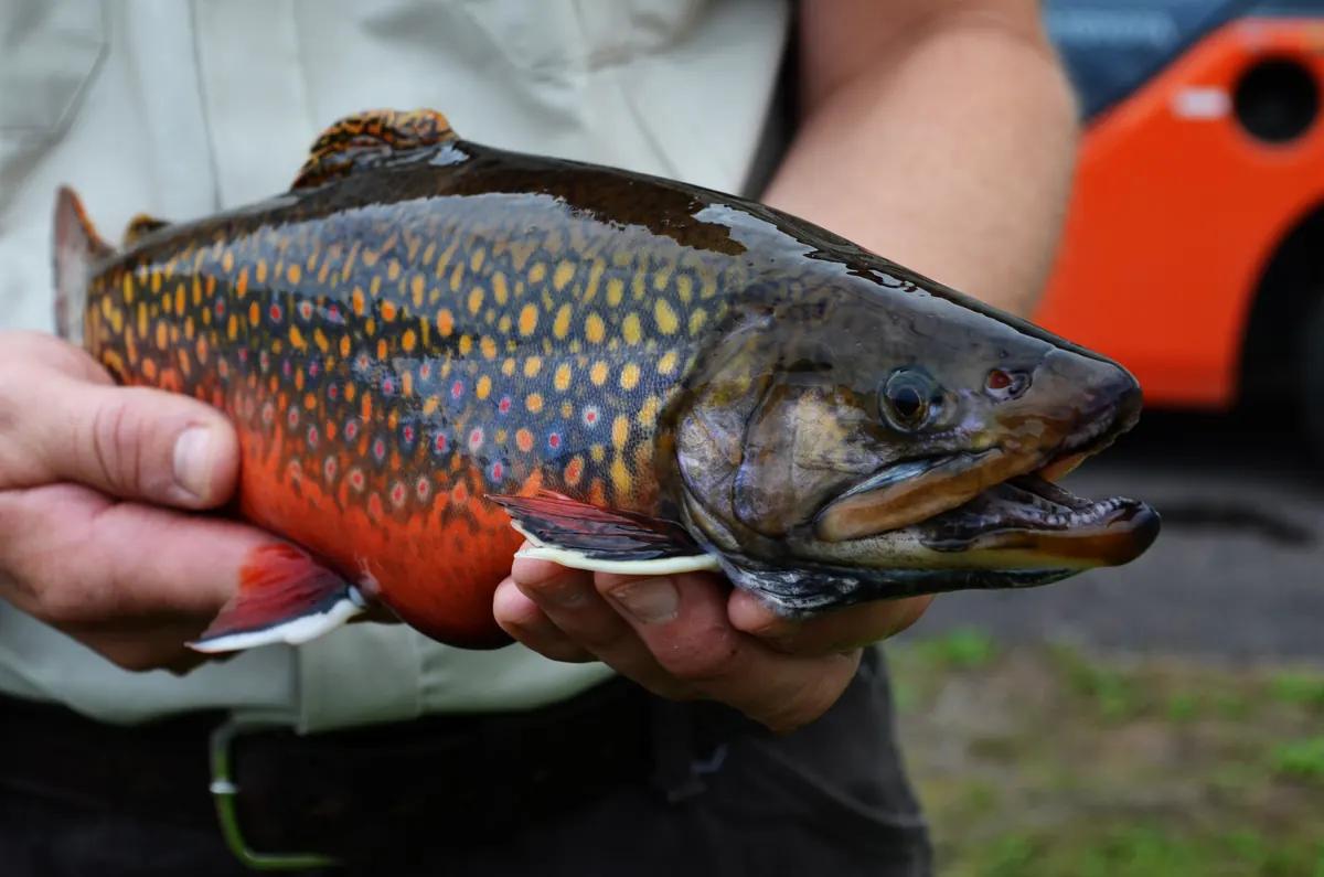 Hands holding a male brook trout in spawning colors, with a deep orange belly, cream spots on an olive back and white-edged red fins.