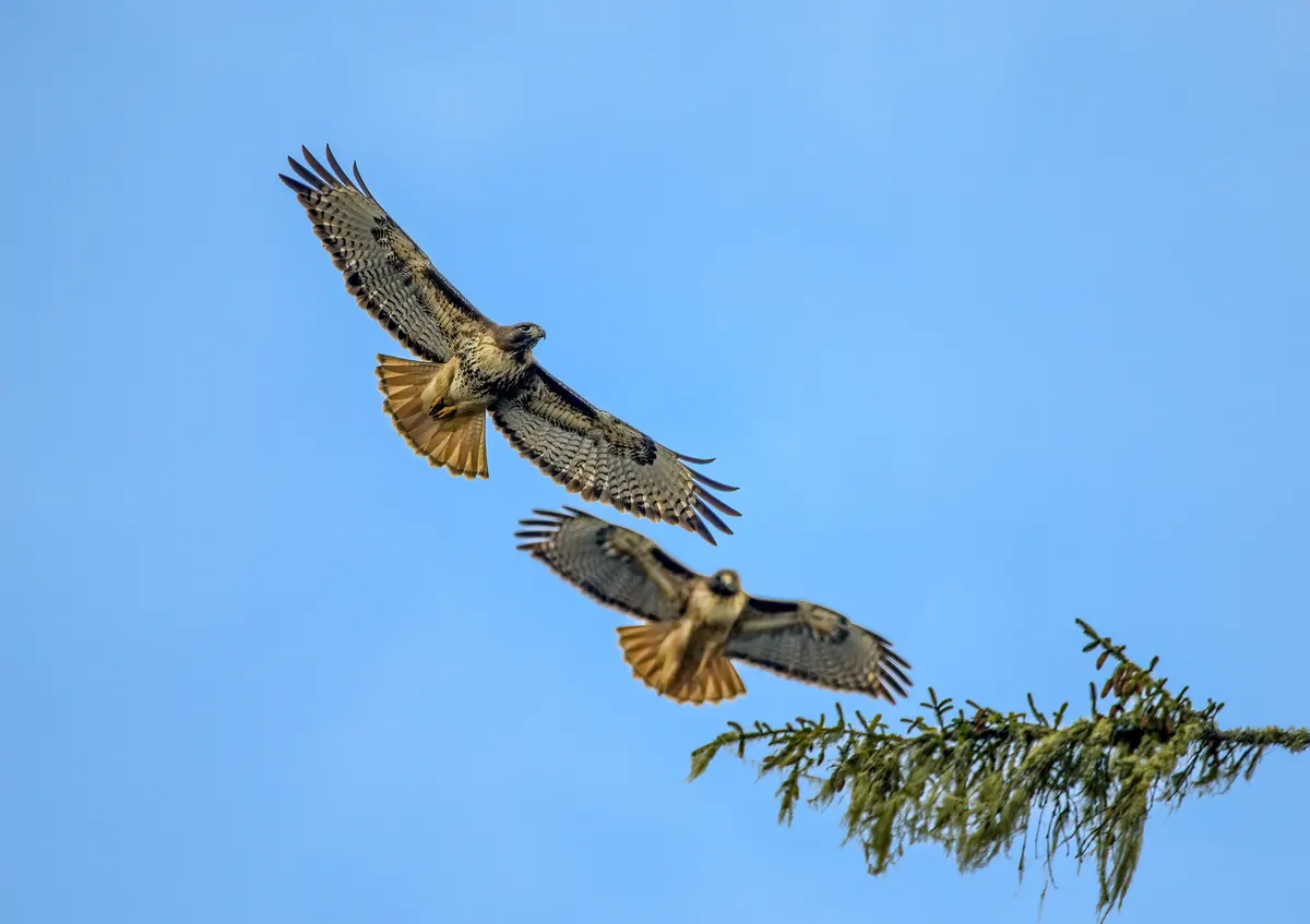 Two red-tailed hawks with broad, spread wings and rusty tails soaring against a clear blue sky beside a conifer branch.