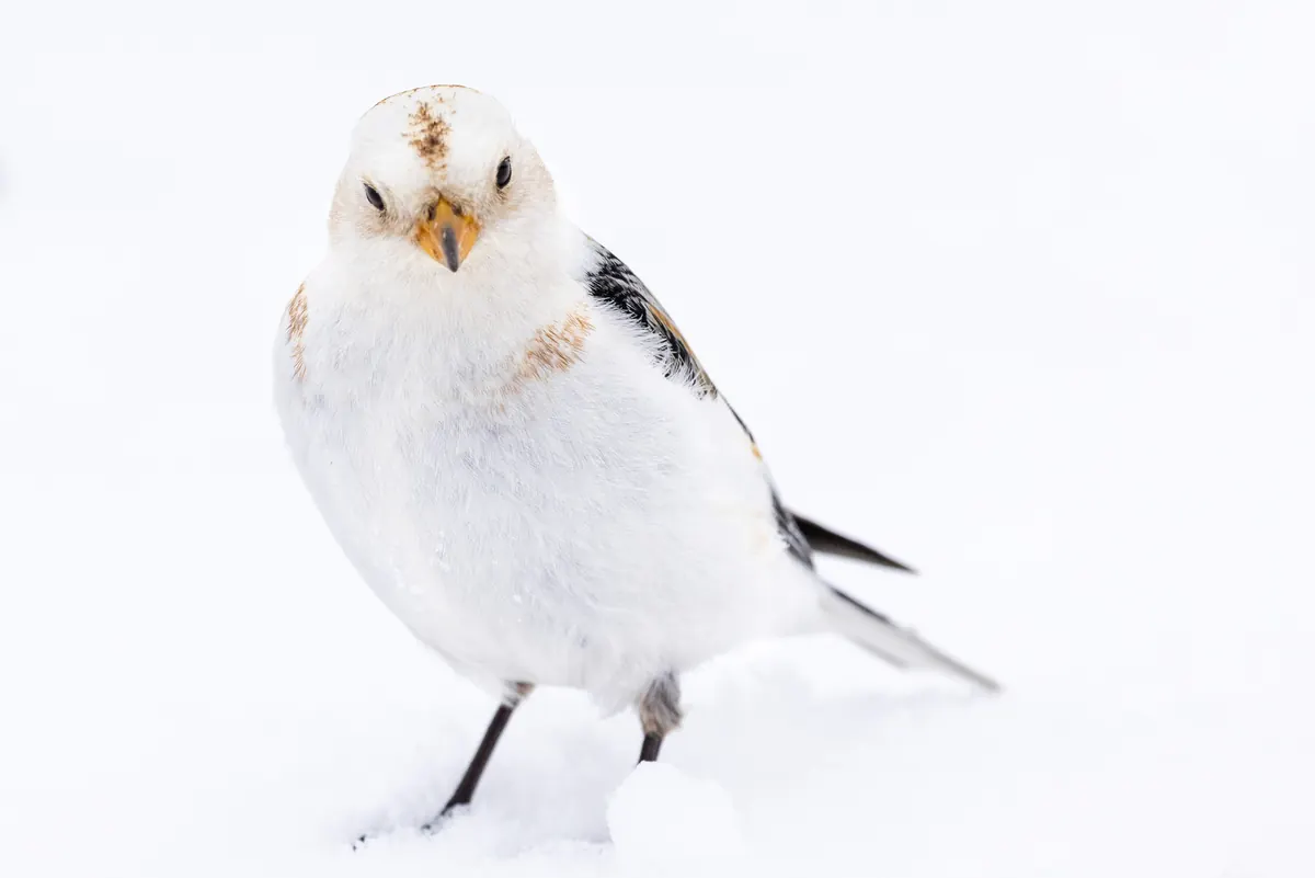 A plump white snow bunting with buff-washed head and black-and-white wings standing on snow and looking at the camera.