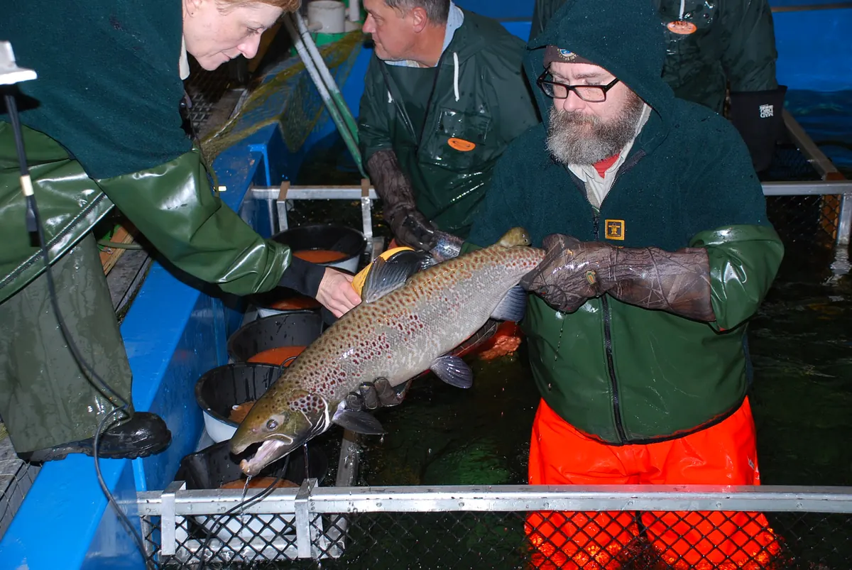 Hatchery workers in rain gear lift a large spotted adult male Atlantic salmon out of a holding tank.