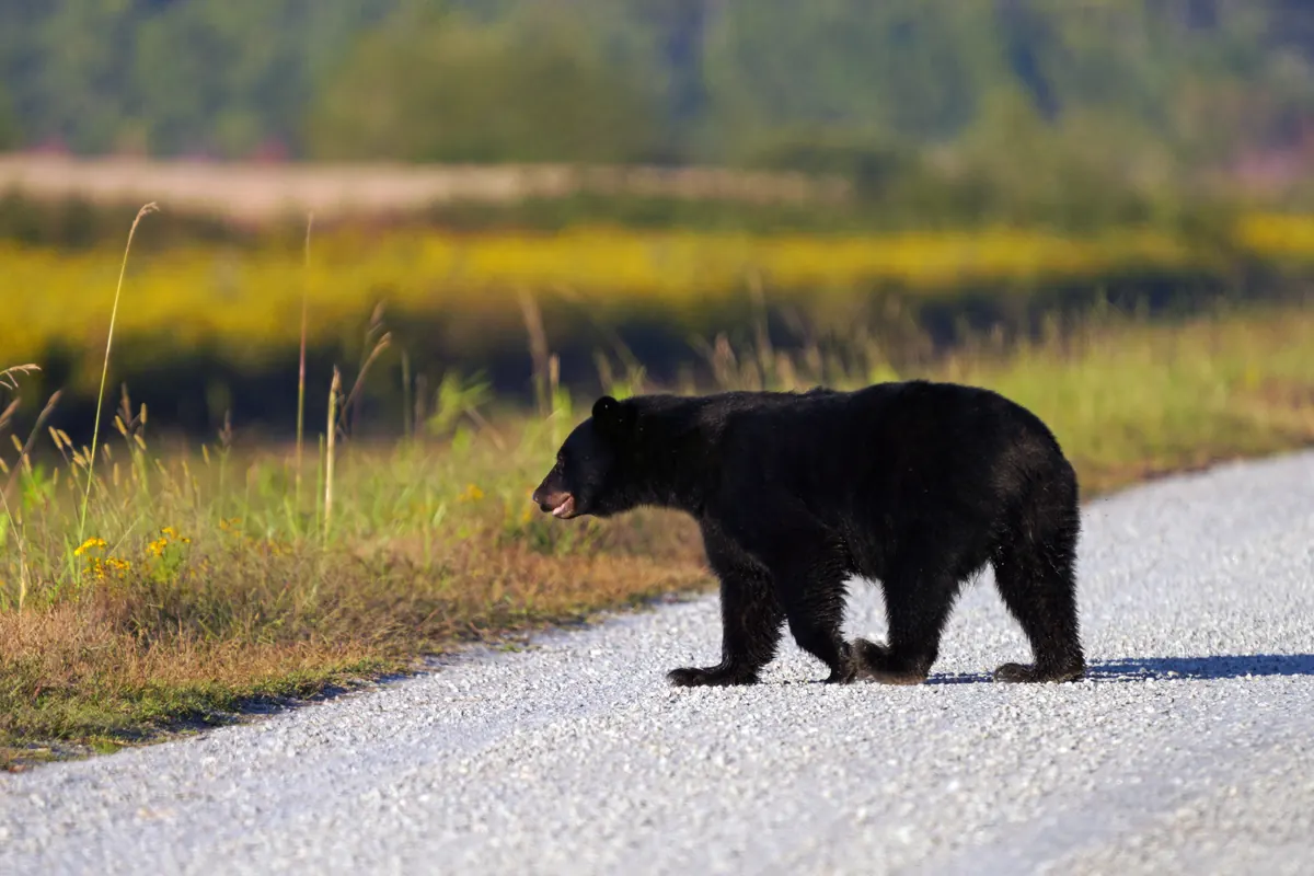 A black bear walking across a gravel road beside a grassy field in autumn light.