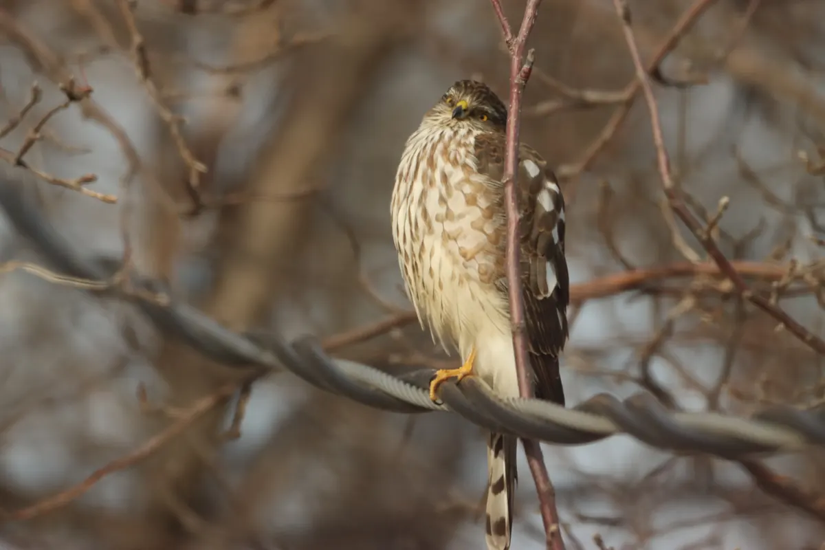 A young sharp-shinned hawk with a brown-streaked breast and yellow feet perched on a twisted wire among bare branches.
