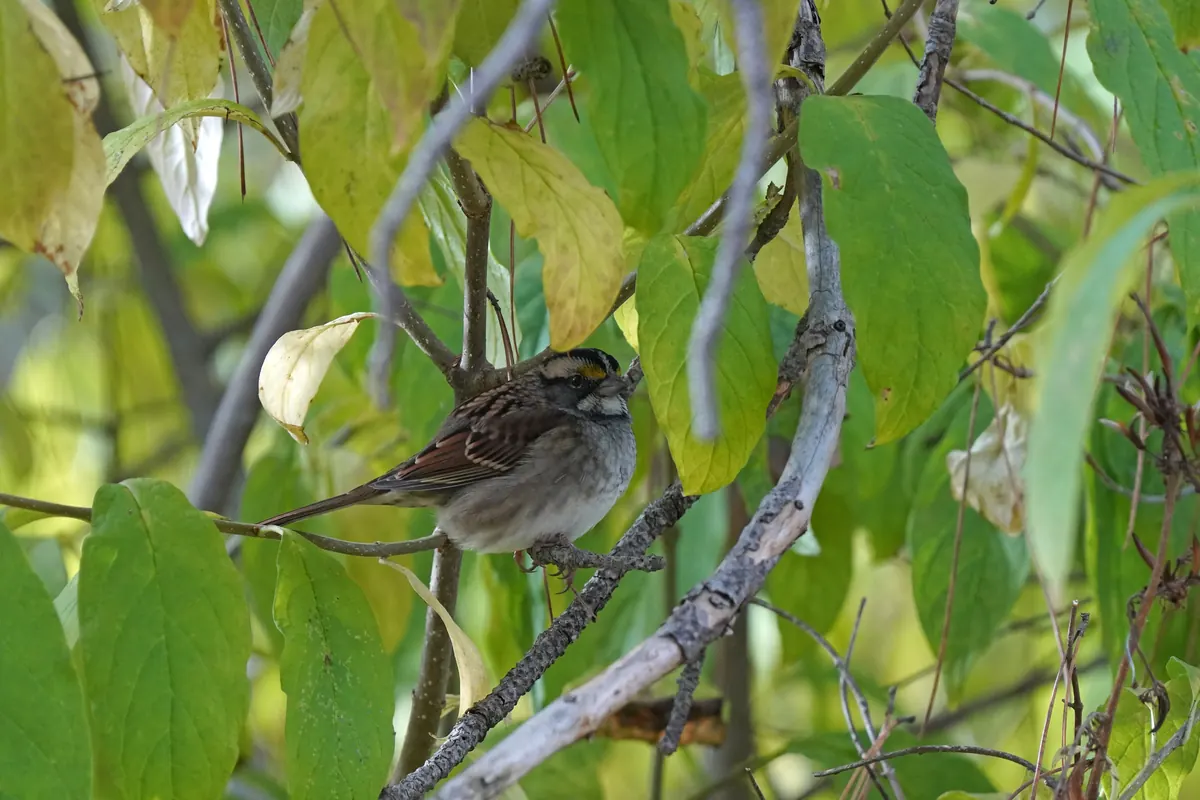 A white-throated sparrow with a striped black-and-white crown perched on a twig among green and yellowing leaves.