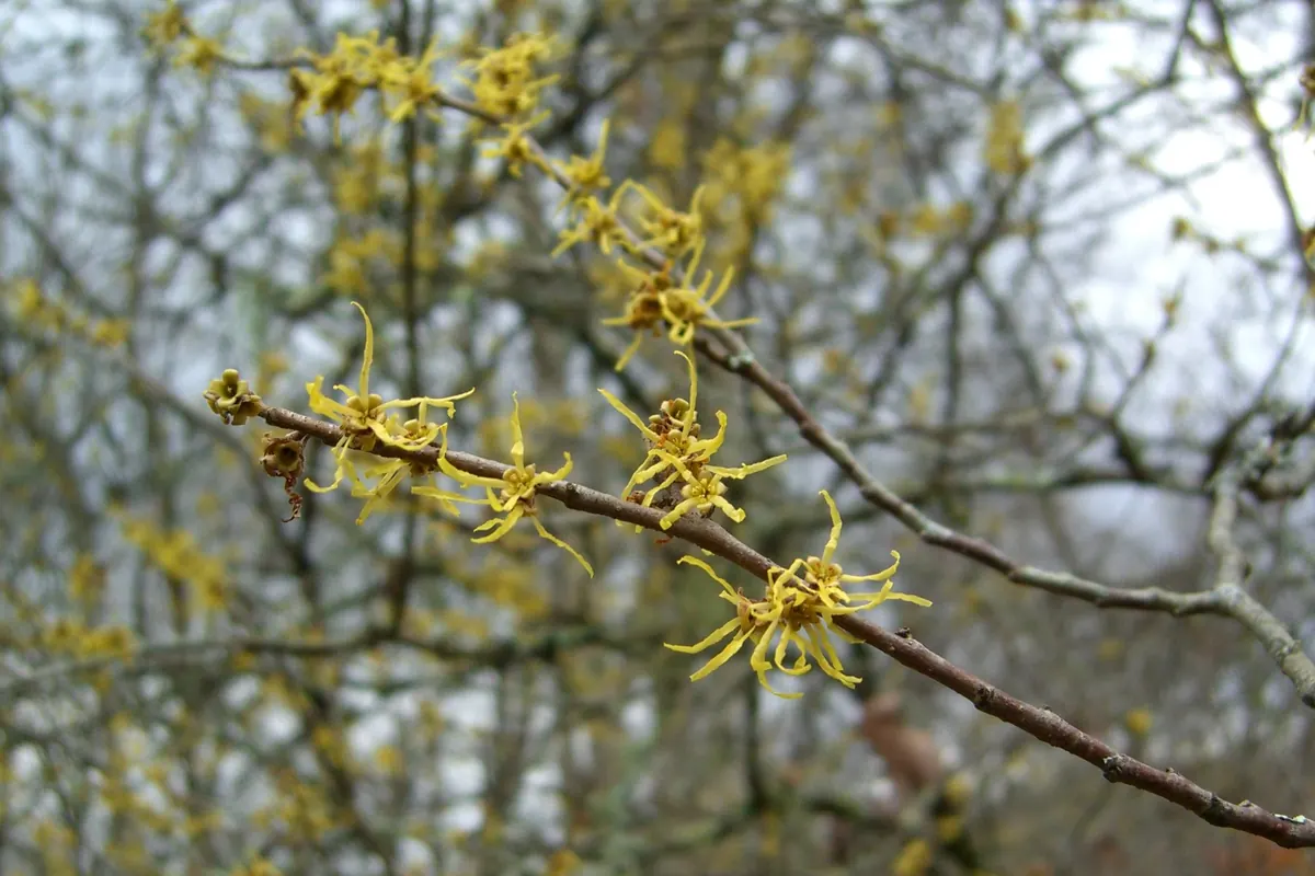 Spidery yellow witch hazel flowers with thin, ribbon-like petals along a bare twig.