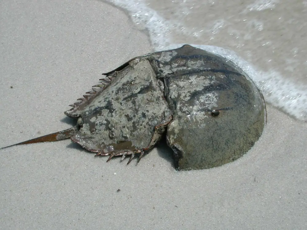 A horseshoe crab with its long tail spine rests on wet sand at the edge of the surf.