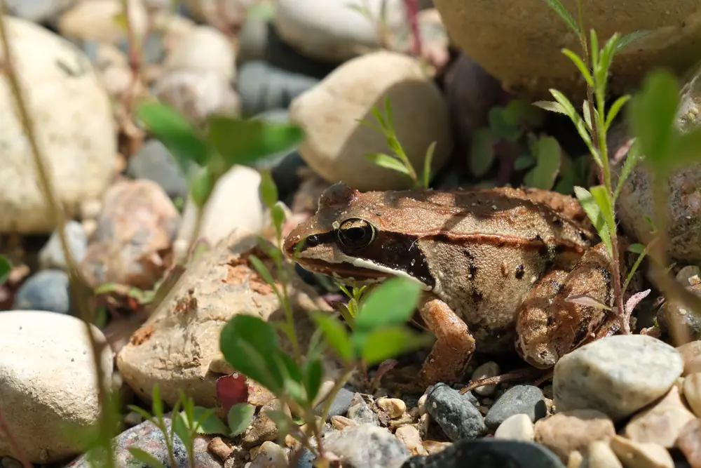 A brown wood frog with a dark eye mask resting among gravel and small green plants