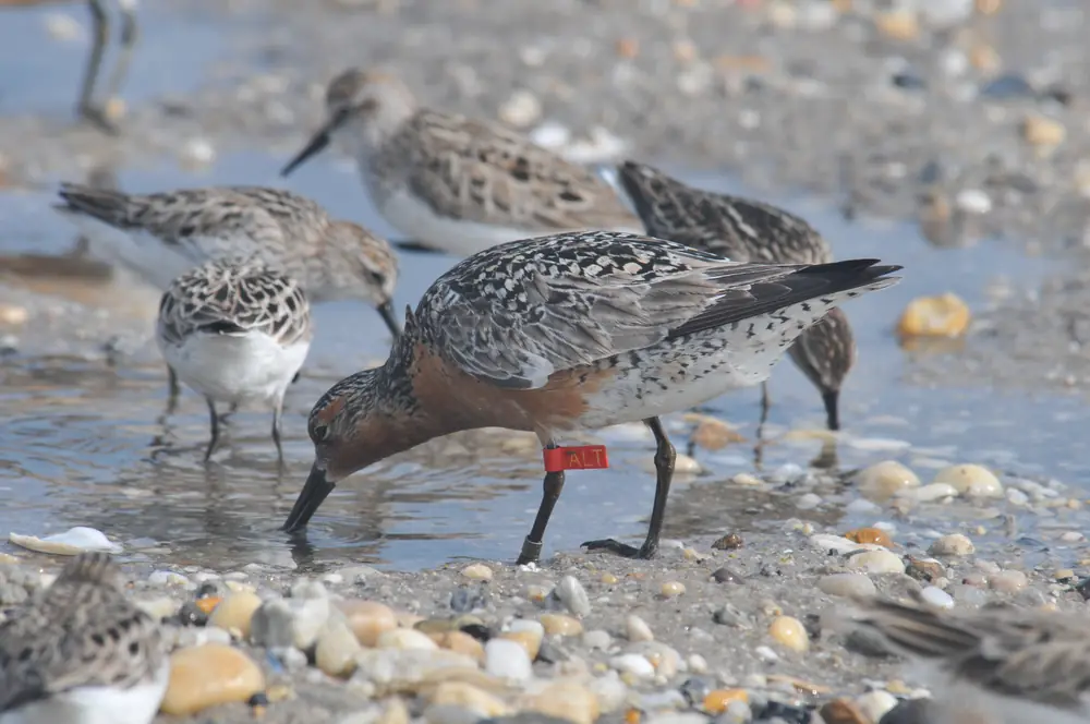 A red knot with an orange leg flag feeds in shallow water on the Mispillion Harbor flats among smaller sandpipers.