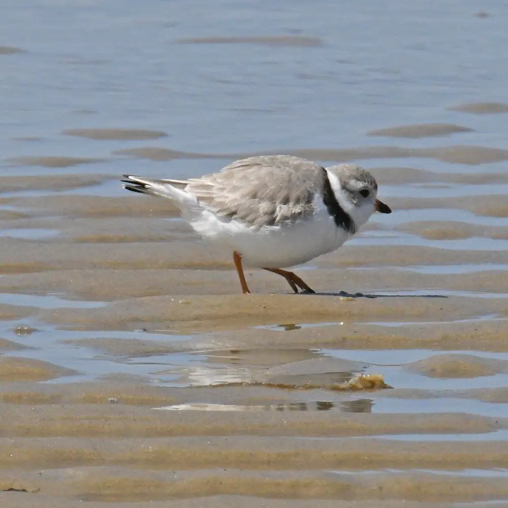 A pale piping plover with a dark neck band and orange legs stands on rippled wet sand.