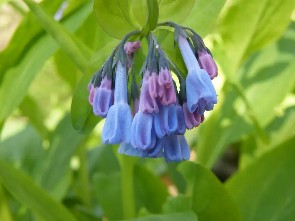 A hanging cluster of pink and blue Virginia bluebell flowers above broad green leaves.