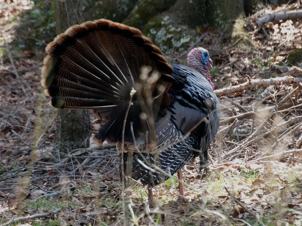 A male wild turkey with its tail fanned out struts in leaf litter in front of a tree trunk.