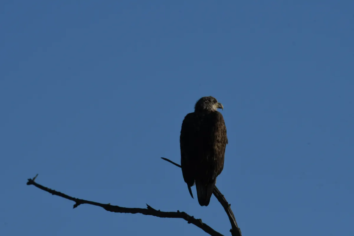 A brown young bald eagle perched on a bare, crooked branch against a deep blue sky