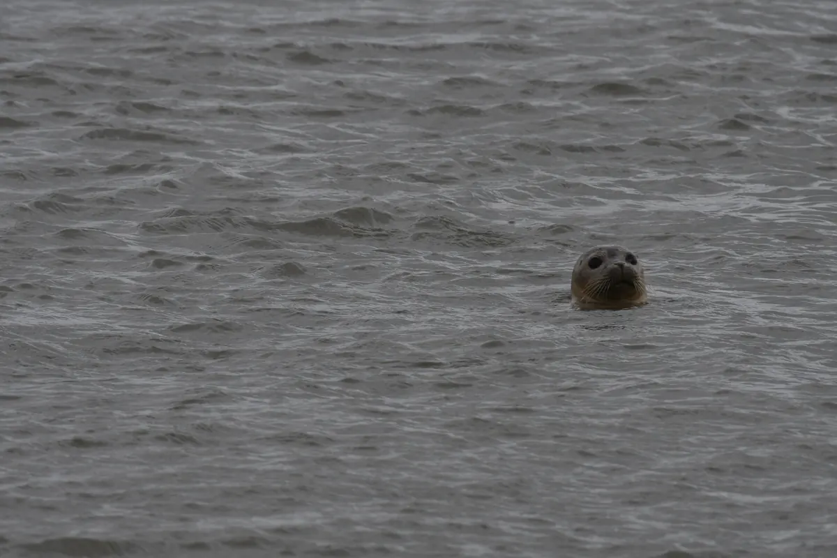 The round, spotted head of a harbor seal poking above choppy gray water