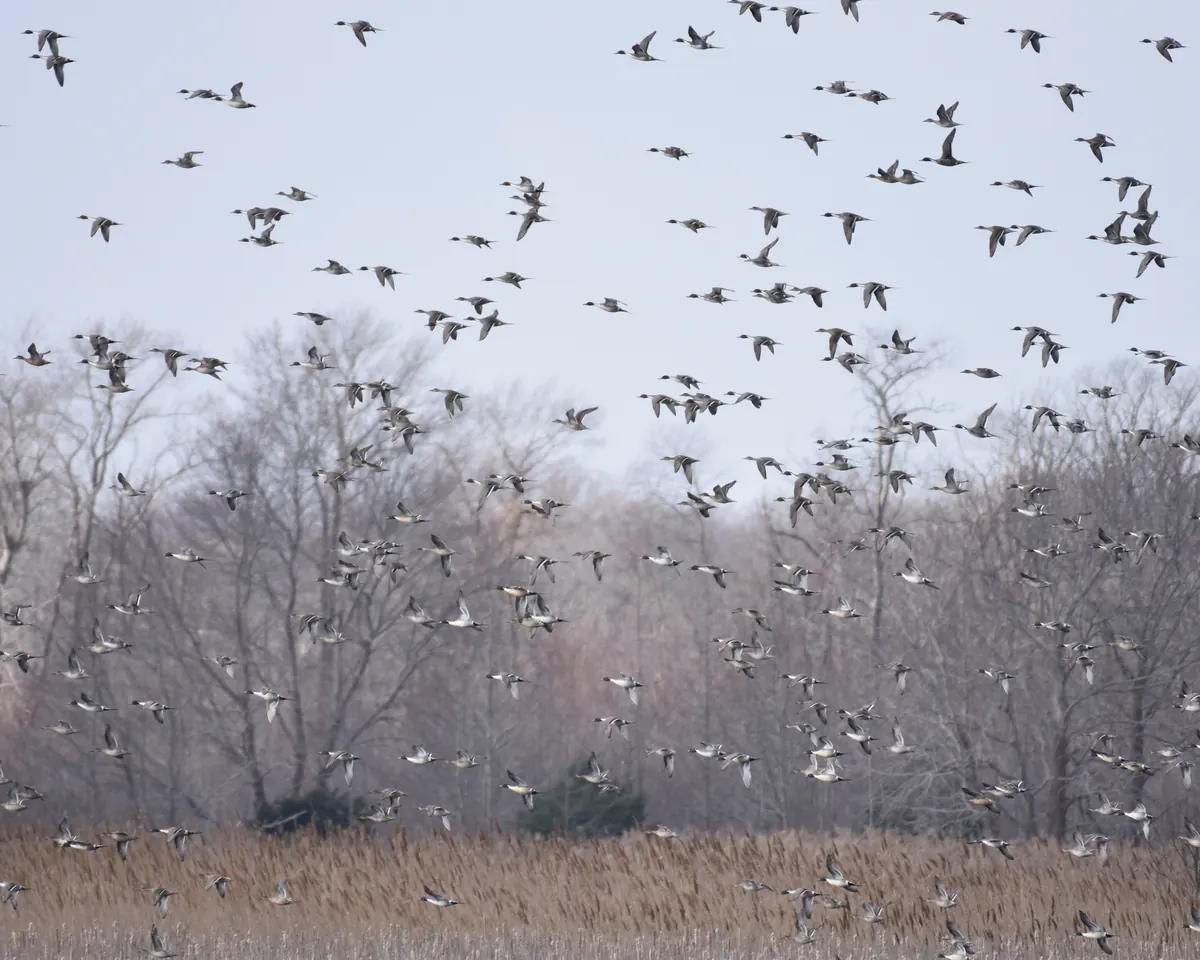 A large flock of ducks taking flight over brown marsh grass in front of leafless trees under a pale sky