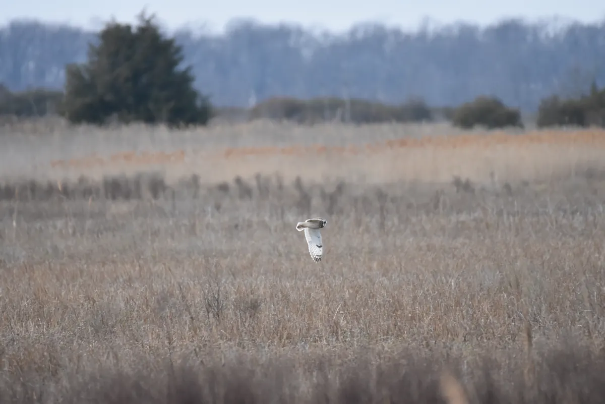 A pale short-eared owl flying low over a wide field of tan winter grass with dark trees in the distance