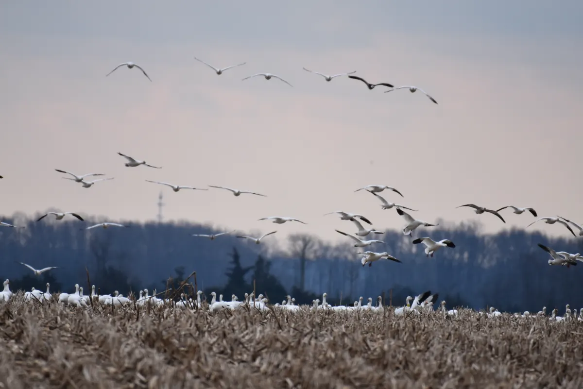 Snow geese flying low over a harvested cornfield to join a long white line of geese already on the ground, with bare winter woods behind