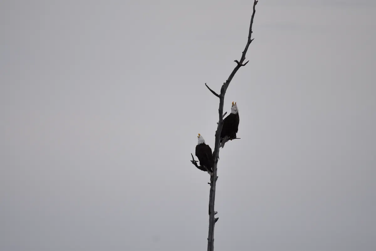 Two adult bald eagles perched together on a bare dead tree against a gray sky