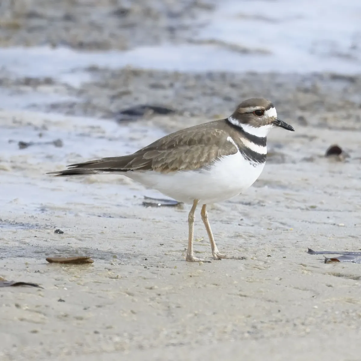 A brown and white plover with two black bands across its white breast standing on wet sand
