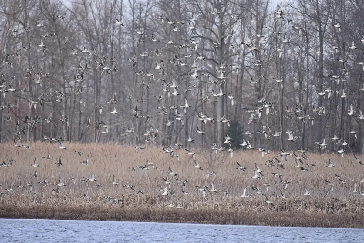 Hundreds of ducks lifting off from a tan winter marsh in front of a line of bare trees, with open water in the foreground